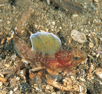 Lebetus scorpioides, Diminutive goby: