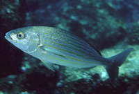 Microlepidotus inornatus, Wavyline grunt: fisheries