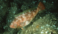 Calotomus japonicus, Japanese parrotfish: fisheries, gamefish