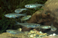Leucaspius delineatus, Belica: aquarium