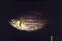 Belontia signata, Ceylonese combtail: aquarium