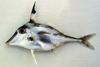 Trixiphichthys weberi, Blacktip tripodfish: fisheries
