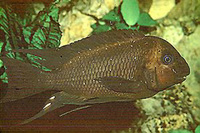Petrochromis trewavasae trewavasae, Threadfin cichlid: aquarium