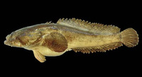 Batrachoides pacifici, Pacific toadfish: fisheries