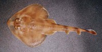 Zapteryx brevirostris, Lesser guitarfish: fisheries