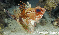 Neosebastes bougainvillii, Gulf gurnard perch: