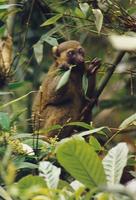 Image of: Hapalemur aureus (golden bamboo lemur)