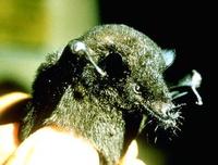 Image of: Hylonycteris underwoodi (Underwood's long-tongued bat)