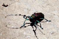 Image of: Cerambycidae (long-horned beetles and sawyer beetles)