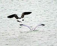 Image of: Larus fuscus (lesser black-backed gull)