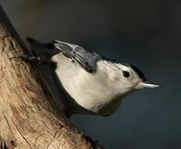 Image of: Sitta carolinensis (white-breasted nuthatch)