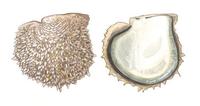 Image of: Pinctada margaritifera (Pacific pearl-oyster)