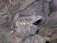 Leiocephalus carinatus - Carinate Curly-tailed Lizard