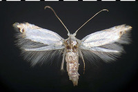 Paraleucoptera albella