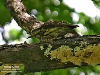 Philippine Pygmy Woodpecker - Dendrocopos maculatus