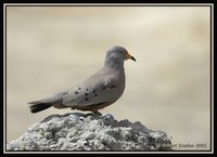 Croaking Ground-Dove - Columbina cruziana