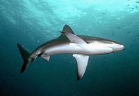 Galapagos Shark - Carcharhinus galapagensis
