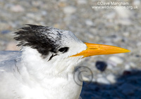 : Sterna maxima; Royal Tern