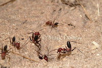 : Cataglyphis spec; Desert Ant