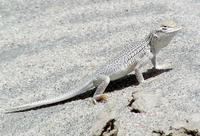 : Uma inornata; Coachella Valley Fringe-toed Lizard