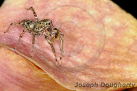 : Maevia inclemens; Dimorphic Jumping Spider