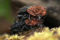 Oiceoptoma thoracicum - Red-breasted Carrion Beetle