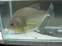 Serrasalmus rhombeus, Redeye piranha: fisheries, aquarium
