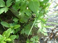 Cordulegaster boltonii - Golden-ringed Dragonfly