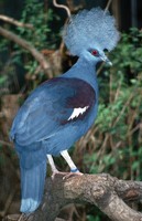 Goura cristata - Western Crowned-Pigeon