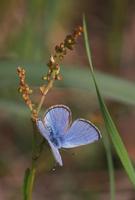 Image of: Lycaenidae (blues, coppers, coppers, hairstreaks, and blues (butterflies), gossamer-wi...