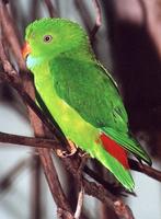 Loriculus vernalis - Vernal Hanging-Parrot