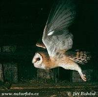 Tyto alba - Barn Owl