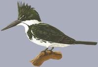 Image of: Chloroceryle amazona (Amazon kingfisher)