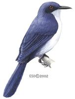 Image of: Melanotis hypoleucus (blue-and-white mockingbird)
