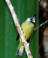 Image of: Spizixos canifrons (crested finchbill)