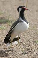 Image of: Vanellus indicus (red-wattled lapwing)
