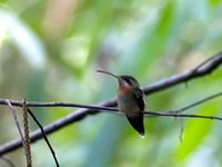 Band-tailed Barbthroat - Threnetes ruckeri