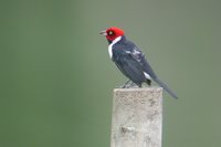 Red-capped Cardinal - Paroaria gularis