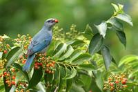 Azure-shouldered  tanager   -   Thraupis  cyanoptera   -