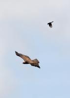 A Fork-tailed Drongo mobbing a Steppe Eagle (close relative of Tawny Eagle)