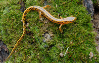: Eurycea longicauda longicauda; Long-tailed Salamander