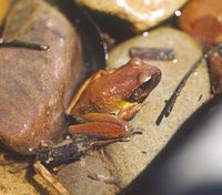 : Litoria lesueurii; Lesueur's Frog