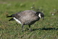 : Branta hutchinsii; Cackling Goose
