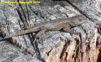 : Sceloporus undulatus hyacinthinus; Northern Fence Lizard