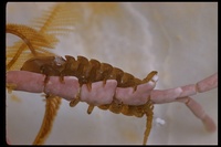 : Idotea sp.; Isopod