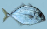 Carangoides talamparoides, Imposter trevally: fisheries