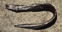 Dysomma anguillare, Shortbelly eel: