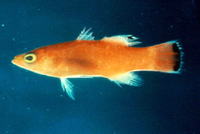 Liopropoma mowbrayi, Cave bass: