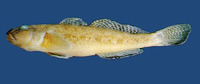 Acanthogobius flavimanus, Yellowfin goby: fisheries, aquarium