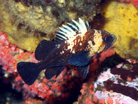 Sebastes maliger, Quillback rockfish: fisheries, gamefish, aquarium